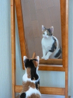 鏡で自分を観る